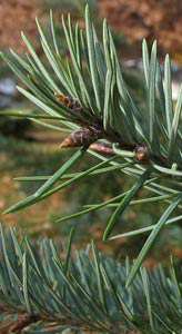 bourgeon de rameaux de pin d'Oregon ou douglas