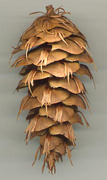 cone de pin d'oregon ou douglas bois de construction de grande qualite
